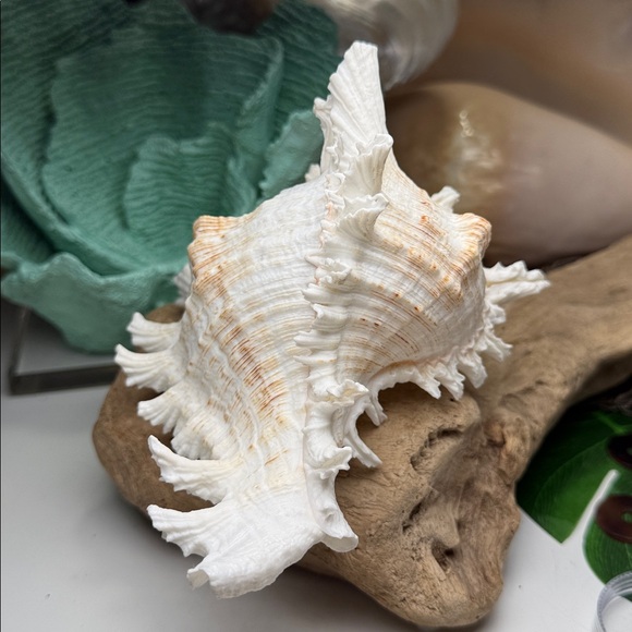 Large White Branch Murex Seashell Coastal Beach Ocean Nautical Decor DIY planter - Picture 11 of 11